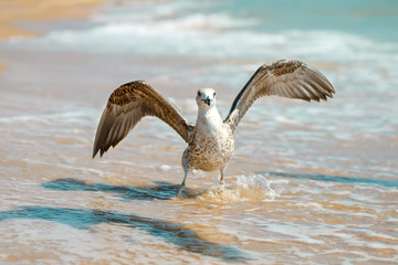 Seagull on a sandy sea shore .