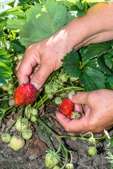 Naklejka na ściany i meble Field with strawberry harvest, farmers hands pick strawberries fruits, organic farming concept