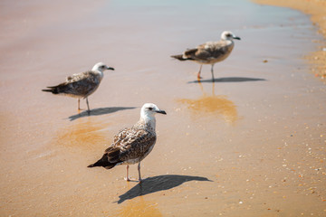 Seagull on a sandy sea shore .
