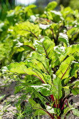 Green leaves of beetroot in the garden, organic farming concept