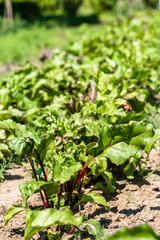 Vegetable garden with beetroot leaves, green vegetables, organic farming concept