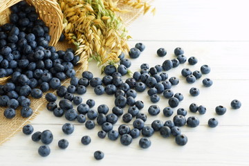 Fresh blueberries and ripe oat spikelets close-up