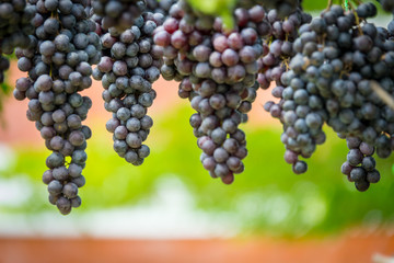 Purple grapes in Northern grape farm in Northern Thailand for fresh eating and Winery