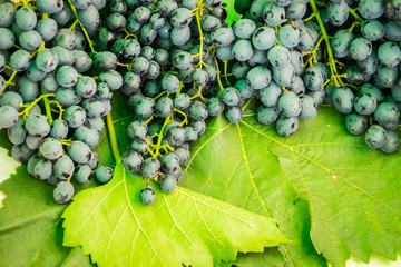 Purple grapes in Northern grape farm in Northern Thailand for fresh eating and Winery