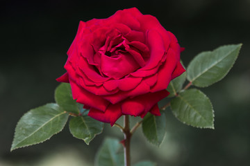 Rose with dark background