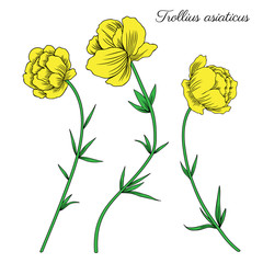 Trollius asiaticus flowers, globeflower hand drawn vector sketch isolated on white, herbal colorful graphic collection Ranunculus for package, medicine, wedding invitation, greeting card, cosmetic