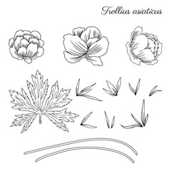 Trollius asiaticus flowers, globeflower hand drawn vector sketch isolated on white, herbal graphic collection Ranunculus, line art for package, medicine, wedding invitation, greeting card, cosmetic