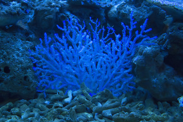 Fototapeta na wymiar coral and ocean
