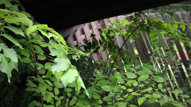 Weeds and plantlife growing up near a run down home under the deck