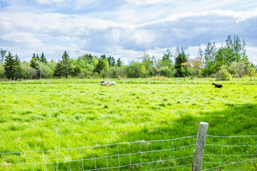 Obraz premium Black sheep running in pasture with white sheep during summer