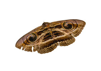Fototapeta premium Brown butterfly isolate on a white background with clipping path.