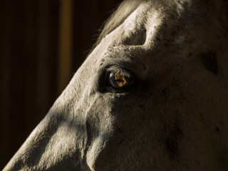 Horse in the morning sun