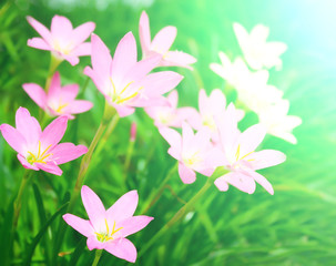Obraz na płótnie Canvas beautiful pink flowers in the garden