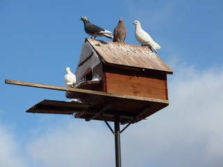 鳩の巣箱