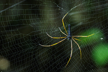 Image of Black Orb-weaver Spider (Nephila kuhlii Doleschall, 1859) on the spider web. Insect Animal
