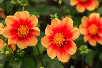 Obraz premium dahlia flowers