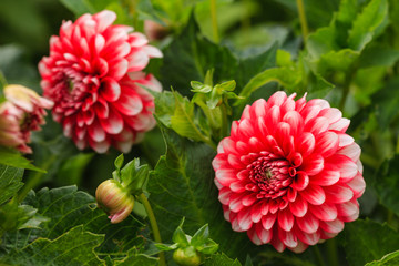 dahlia flowers
