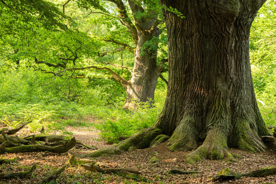 Urwald Sababurg