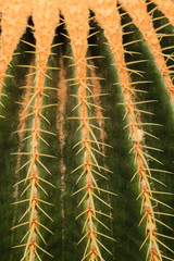 cactus texture