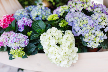 hydrangea flowers