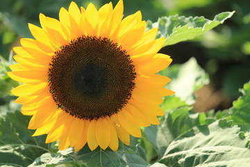 馬見丘陵公園のひまわり畑