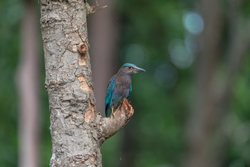 Indian roller on the branch of tree, Historic Park KamphaengPhet In Thailand.	