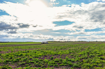 Obraz premium Landscape view of farm in Ile D'Orleans, Quebec, Canada with vintage shed