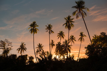 Fototapeta na wymiar Stunning palm tree crowns with green leaves on sunset sky background. Coco palm tree tops. Palm silhouetts on sunset sky. Summer travel banner. Exotic island nature image