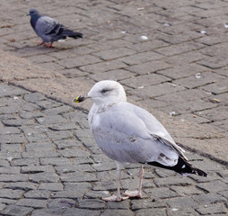 Huge seagull walking on stone square