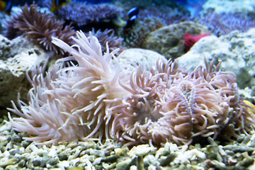 Fototapeta na wymiar Beautiful coral