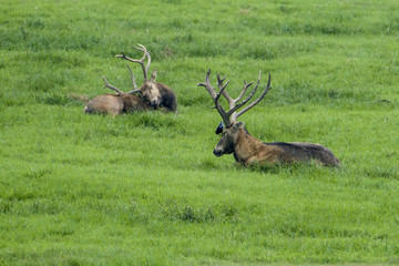 Elk