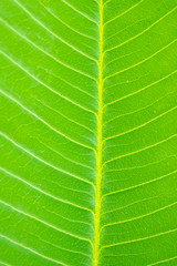 Green leaf texture