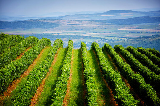 Green Grape Plantation