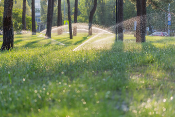 Automatic sprinklers watering grass in the park at sunset