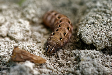 Noctua caterpillar