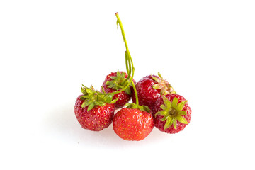 standing on a white background of fresh red strawberries