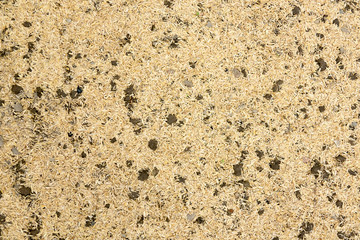 Rice husk on soil for planting vegetable