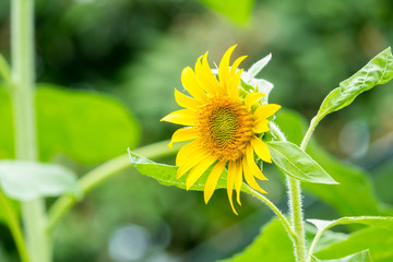 Sun flower in the garden