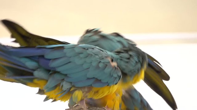 Gold and Blue Macaw On Stand