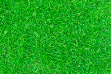 green lawn,backyard for background,Grass texture