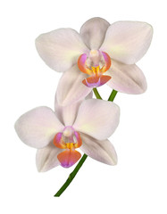 Fototapeta na wymiar Detail of peduncle of beautiful orchid Phalaenopsis in cream color with two flowers, isolated on white background