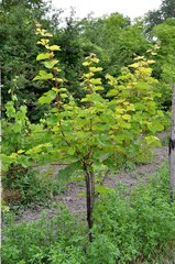 Young plant of grapes with vines attached to support. Vertical frame
