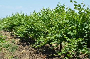 Fototapeta na wymiar Row of vines in huge vineyard in summer sunny day