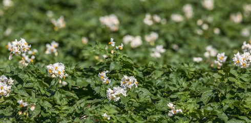 White flowers on potato plants