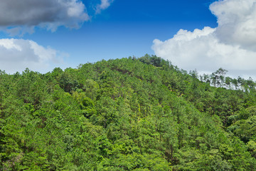 Fototapeta na wymiar tropical asian green mountain hill fully with forest tree landscape with blue sky.
