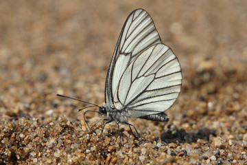 Fototapeta na wymiar White butterfly with black veins