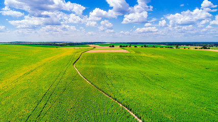 field of blooming sunflowers