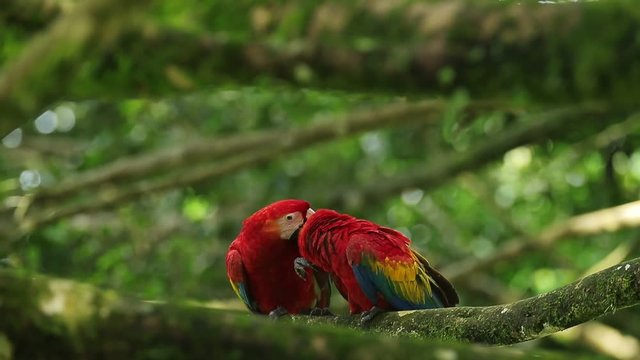 Parrot love, two red bird. Scarlet Macaw Ara macao in dark green tropical forest. Big red in the nature habitat, parrot hidden in the palm leaves. Bird in Costa Rica, Central America 