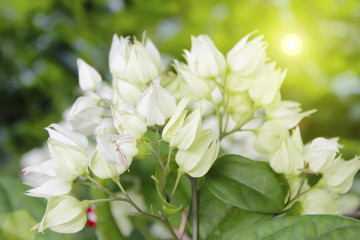 Obraz na płótnie Canvas White flower isolated on green background