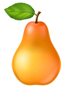 Ripe pear. Vector illustration.